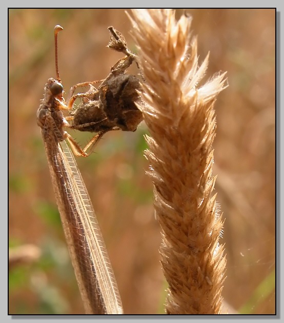 Creoleon lugdunensis - mimetismo fra l''erba secca